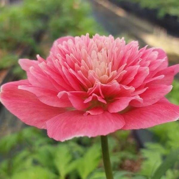 anemone-levante-rouge.jpg