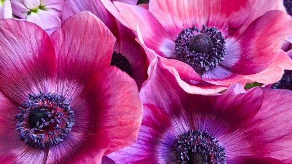 anemone-rainbow-cherry-cream-hortisud.jpg