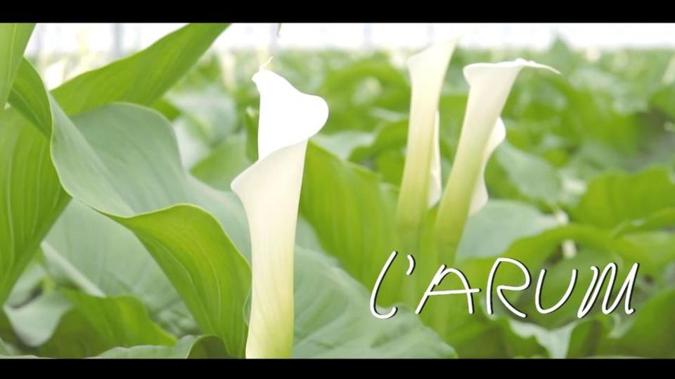 chap10_l-arum.JPG