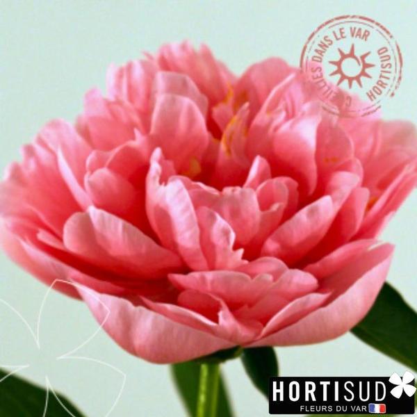 etched salmon pivoine.jpg