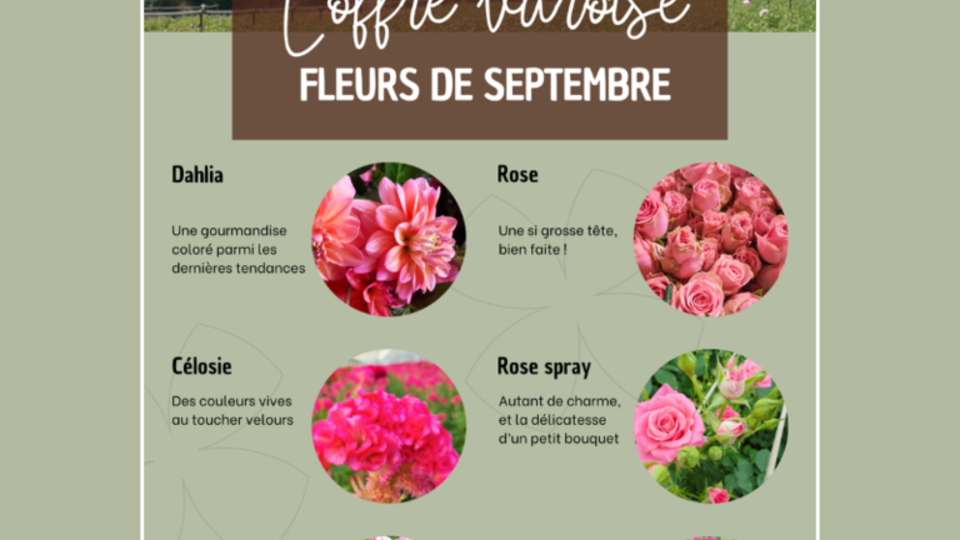 fleurs-de-saison-septembre-france.png