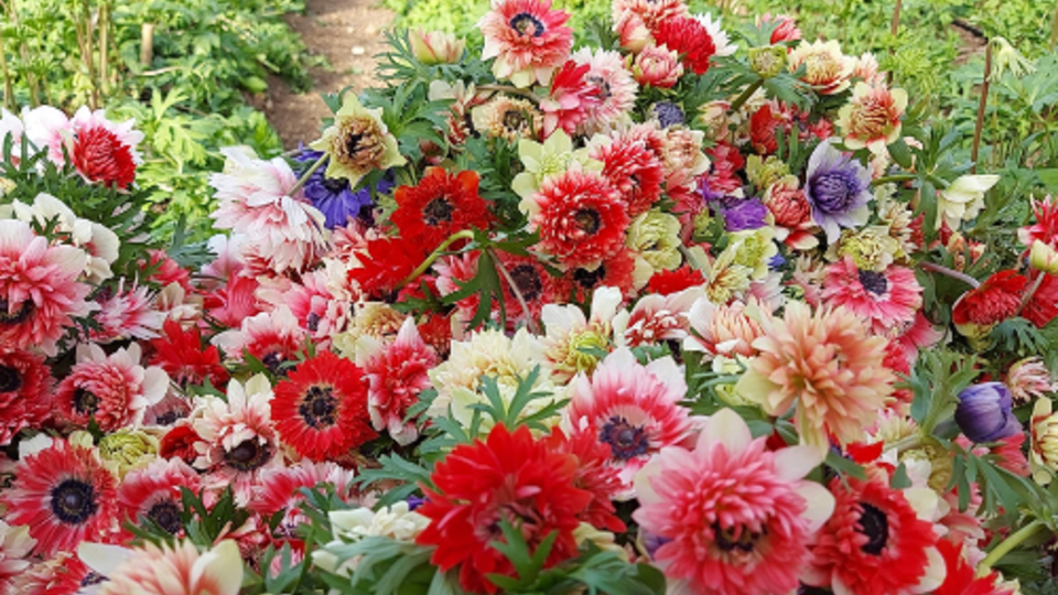 fleurs-france-var-anemones.png