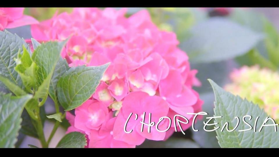 hortensia.JPG