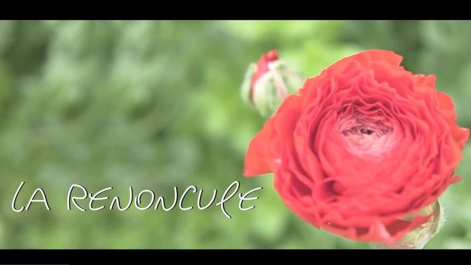 Les fleurs du Var chapitre 4 : la Renoncule