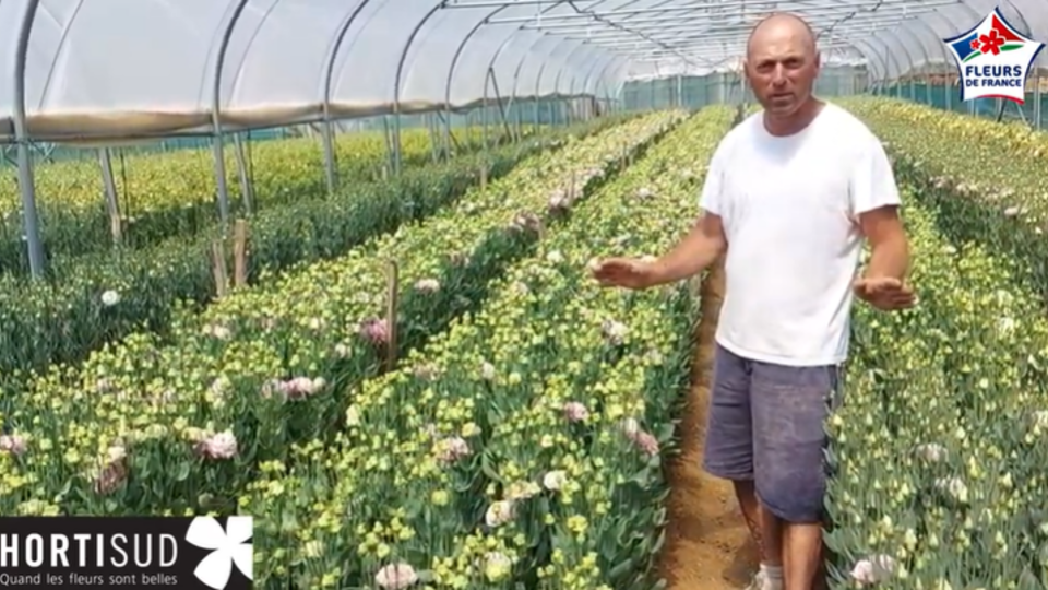 parole de producteur lisianthus