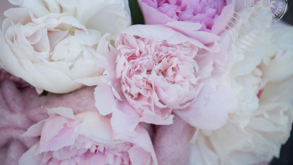 pivoine hortisud var