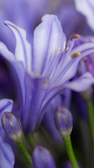 Agapanthe macro