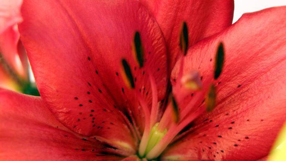 alstro rouge macro