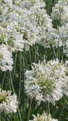 agapanthes blanches