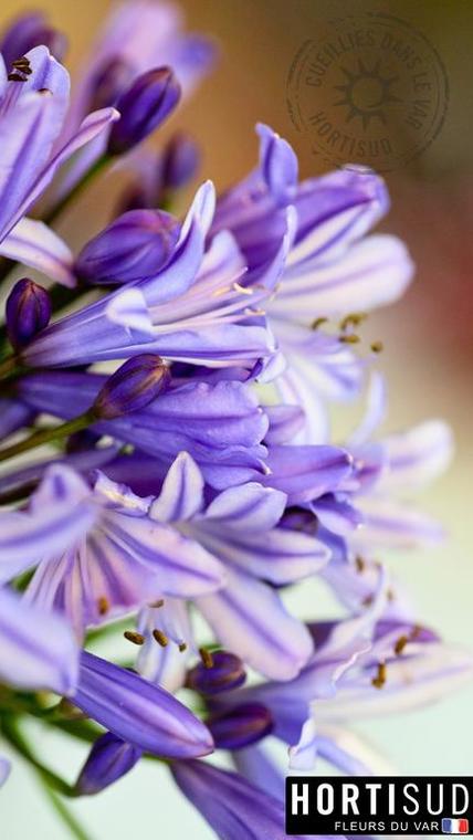fleur-france-agapanthe.jpg