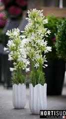 fleur-france-var.jpg