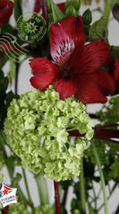 Alstromère rouge