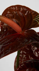 anthurium bordeau