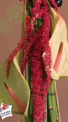 anthurium vert