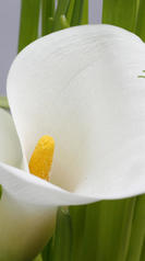arum blanc