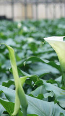 arum serre