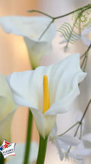 arum vertical