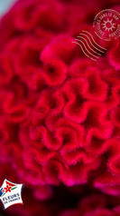 célosie macro