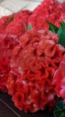 célosie macro