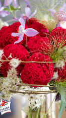 célosie rouge