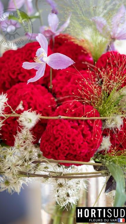 fleur-france-var-hortisud (1).jpg