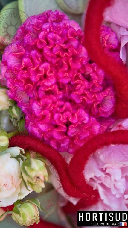 fleur-france-var-hortisud (2).jpg