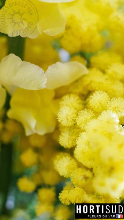 fleur-france-var-hortisud (11).jpg