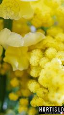 fleur-france-var-hortisud (11).jpg