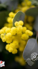 macro brin mimosa