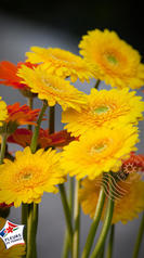 Mini Gerbera jaune