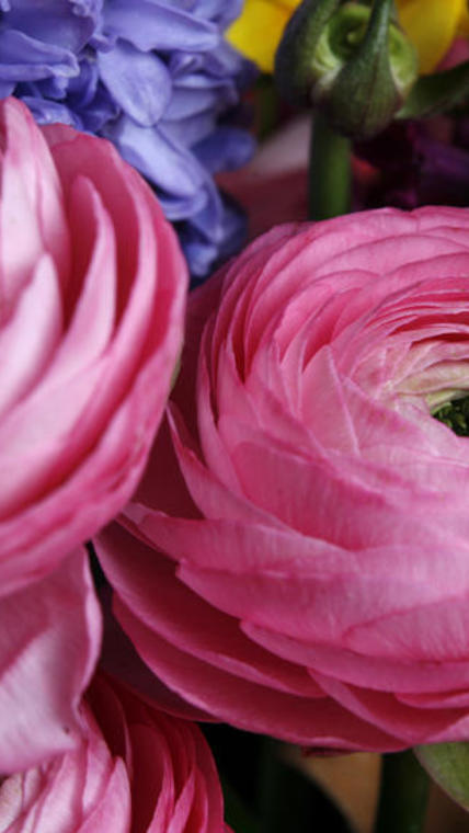 renocules roses