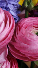 renocules roses