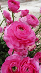 Success Rosado