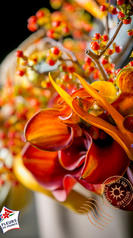 strel compo macro