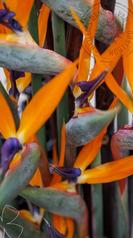 strel compo macro