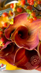 strelitzia macro compo