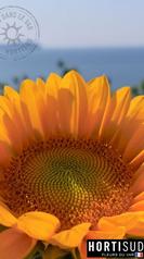 fleur-france-var-hortisud (20).jpg