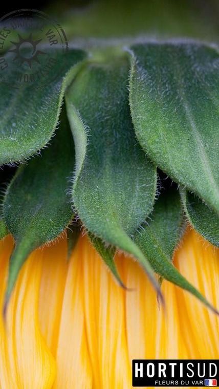 fleur-france-var-hortisud (21).jpg