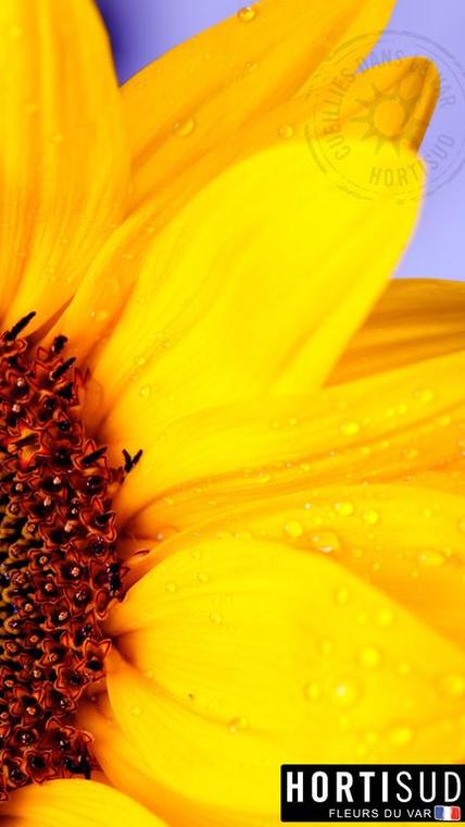 fleur-france-var-hortisud (22).jpg