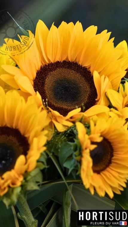 fleur-france-var-hortisud (23).jpg