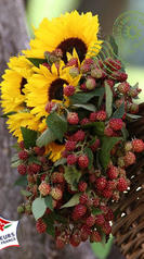 tournesol panier