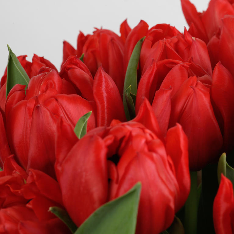 Tulipe Fiches espèces Les espèces