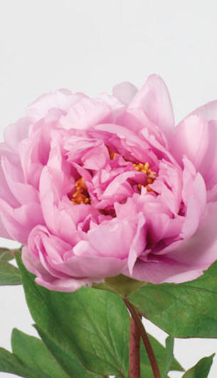 Suffruticosa