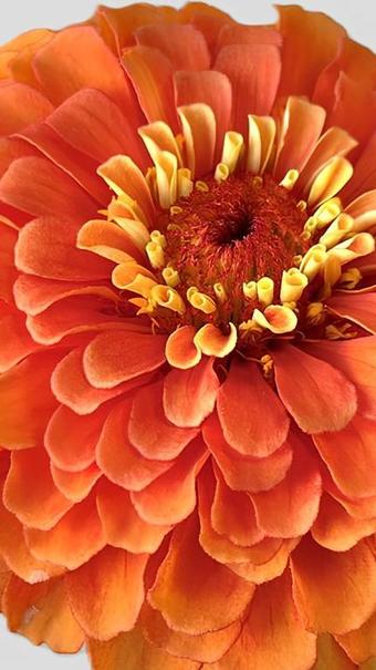 zinnia-france-var-hortisud.jpg