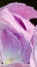 hortensia rose